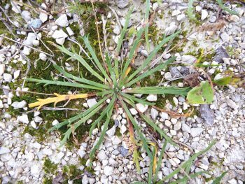 Plantain "corne de cerf" (Plantago coronopus) Des plantes folles de sel