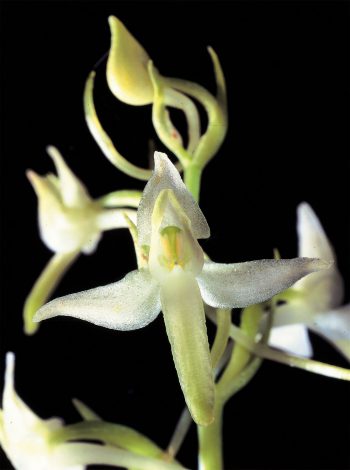 Les orchidées, professionnelles de la séduction