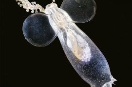 Pneumoderma violaceum (gastéropode)
/ © Philippe Wagneur/Museum de Genève