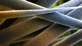 Poils de taupe au microscope électronique. La grande douceur de cet animal est liée à la structure de ses poils: des écailles minces, qui se recouvrent étroitement. Poils de taupe au microscope électronique. La grande douceur de cet animal est liée à la structure de ses poils: des écailles minces, qui se recouvrent étroitement.