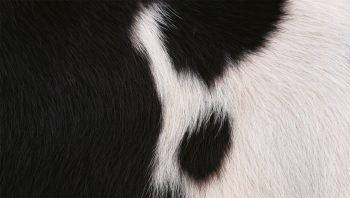 Poils de vache Poils de vache