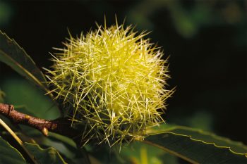 Poils inconnus n°1 Qui sont ces poilus ?