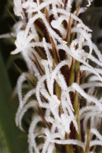Poils inconnus n°13 Qui sont ces poilus ?