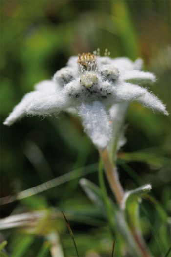 Poils inconnus n°15 Qui sont ces poilus ?