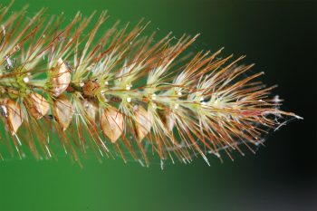 Poils inconnus n°16 Qui sont ces poilus ?
