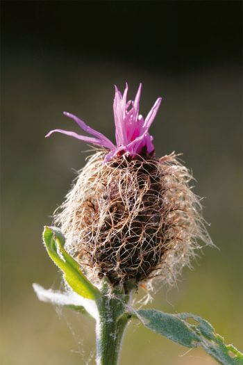 Poils inconnus n°2 Qui sont ces poilus ?