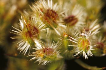 Poils inconnus n°3 Qui sont ces poilus ?