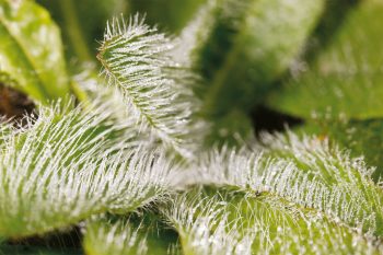 Poils inconnus n°8 Qui sont ces poilus ?
