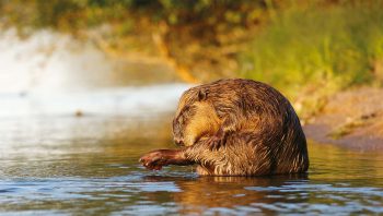Pour conserver
son imperméabilité, le castor peigne longuement sa toison. Il utilise les doigts de ses pattes avant et les griffes pourvues d'une fente spéciale de ses deuxièmes doigts de pied. Pour conserver
son imperméabilité, le castor peigne longuement sa toison. Il utilise les doigts de ses pattes avant et les griffes pourvues d'une fente spéciale de ses deuxièmes doigts de pied.
