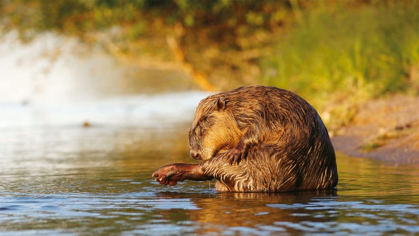 Les pelisses des mammifères