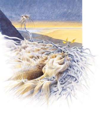 Pour protéger du froid leurs œufs pondus en février ou début mars, les grands corbeaux doublent leur nid d'une épaisse couche de laine. Il y a vingt mille ans, ce duvet protecteur comprenait certainement de longs poils de mammouths. Mammouths, les colosses de la steppe