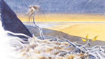 Pour protéger du froid leurs œufs pondus en février ou début mars, les grands corbeaux doublent leur nid d'une épaisse couche de laine. Il y a vingt mille ans, ce duvet protecteur comprenait certainement de longs poils de mammouths. Pour protéger du froid leurs œufs pondus en février ou début mars, les grands corbeaux doublent leur nid d'une épaisse couche de laine. Il y a vingt mille ans, ce duvet protecteur comprenait certainement de longs poils de mammouths.