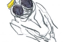 Poussin de mésange charbonnière / © Denis Clavreul