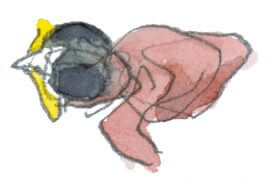 Poussin de mésange charbonnière fraîchement sorti de sa coquille. / © Denis Clavreul