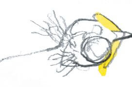 Poussin de mésange charbonnière fraîchement sorti de sa coquille. / © Denis Clavreul