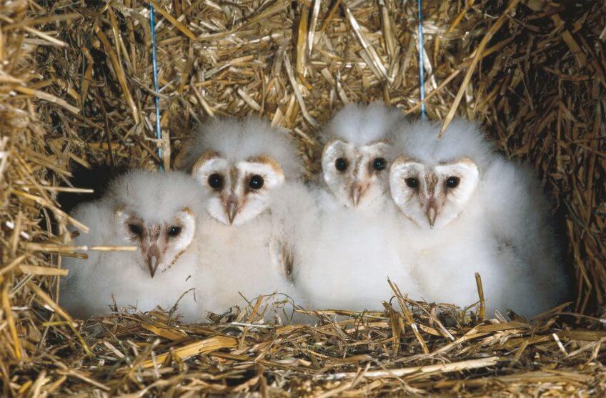 L'effraie, chouette aux nombreuses tactiques