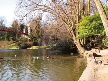 Quelques colverts et pigeons, habitués des villes / © Fleur Daugey