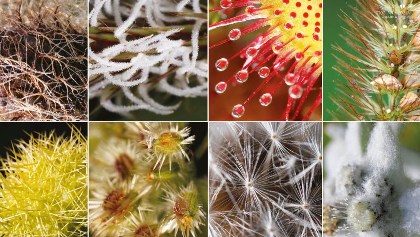 Des toisons à foison: les plantes ont des poils!