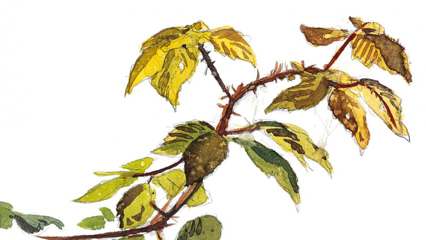 La ronce, palais d'épines