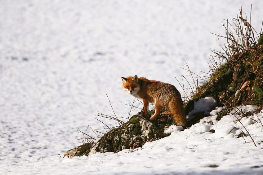 Renard roux Jura neuchâtelois, le grand frisson