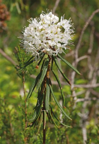 Rhododendron nordique Les végétaux, inventeurs du parfum