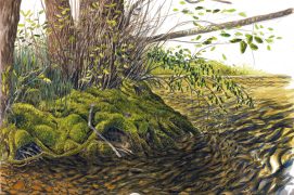 Rivière et sa végétation riveraine / © Jérôme Gremaud