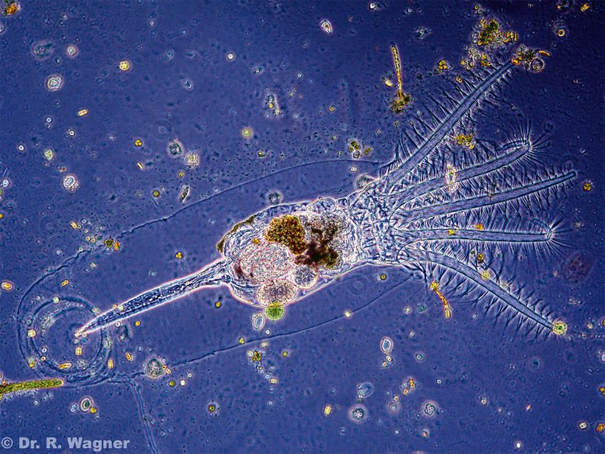 Au temps des primi'tifs