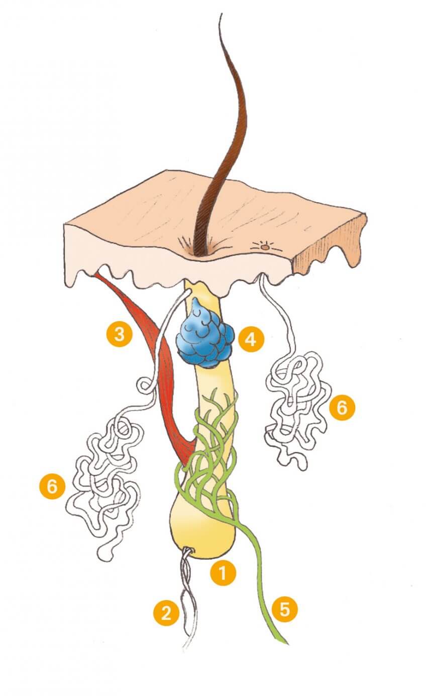 Schéma de follicule pileux Le poil, ou la jungle des peaux