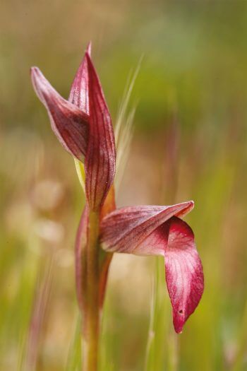 Les espiègleries des orchidées