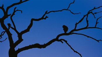 Silhouette de chouette hulotte Silhouette de chouette hulotte