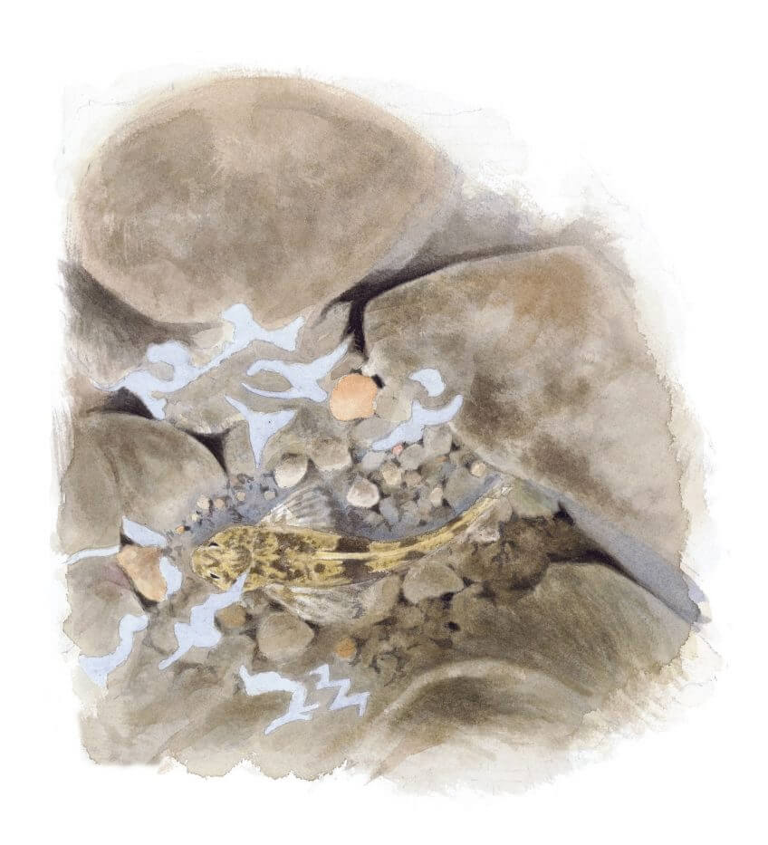 Un chabot est visible à travers l'eau clair. Tapissé sur le fond de galets, il passe presque inaperçu. Le chabot, poisson caillou