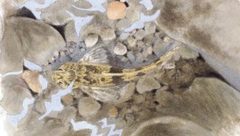 Un chabot est visible à travers l'eau clair. Tapissé sur le fond de galets, il passe presque inaperçu. Un chabot est visible à travers l'eau clair. Tapissé sur le fond de galets, il passe presque inaperçu.