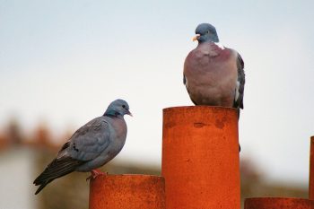 Un pigeon colombin (à gauche) et un pigeon ramier (à droite) perchés sur des pots de cheminée. Paris sauvage