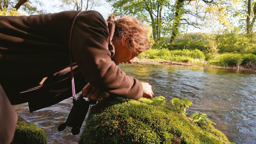 Zoom sur la mousse, cette pionnière