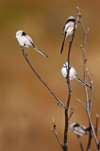Une tête totalement blanche distingue les mésanges à longue queue nordiques de leurs cousines helvétiques. WikiLeaks ornithologiques