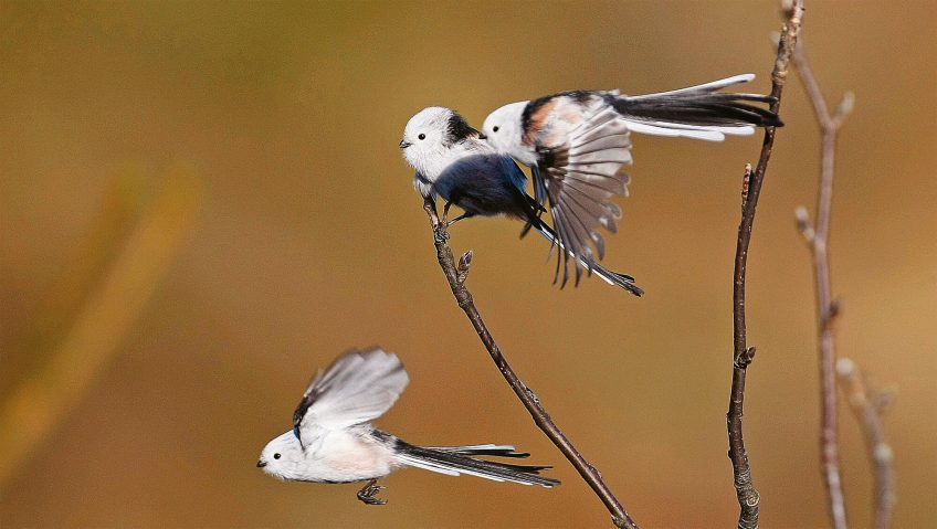 WikiLeaks ornithologiques