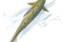 «Une truite à l'affût» / © Jérôme Gremaud