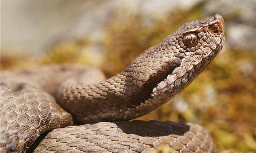 3 bons plans pour observer les vipères sur le terrain