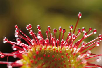 Des toisons à foison: les plantes ont des poils!