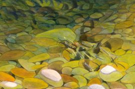 Fond de rivière / © Jérôme Gremaud