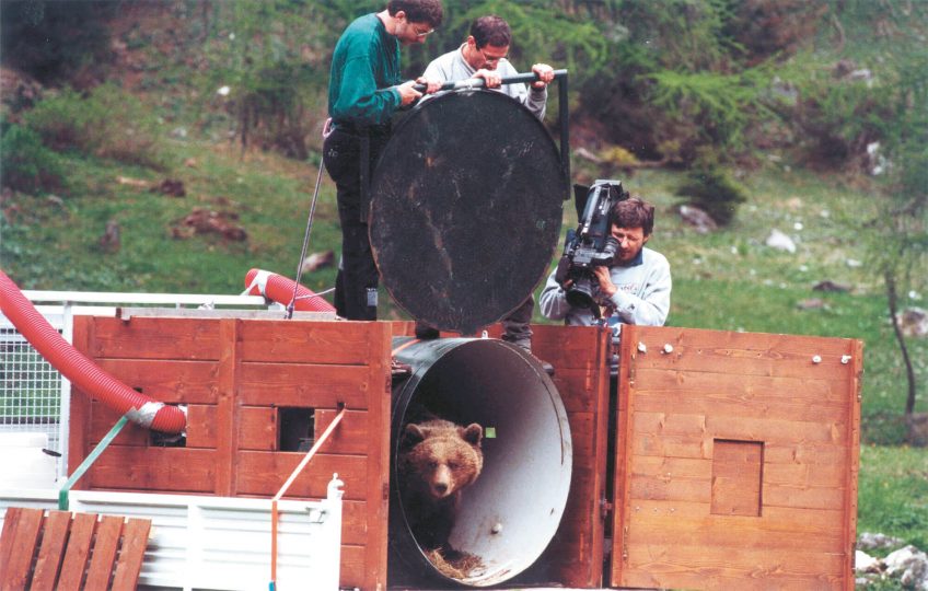 L' ours, à la conquête des Alpes