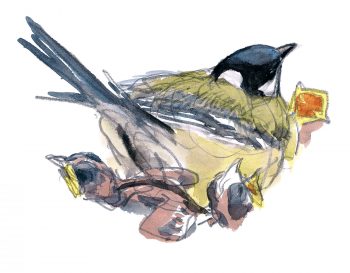 Mésange charbonnière et ses oisillons Mésange charbonnière et ses oisillons