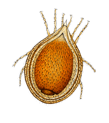Recherche du tardigrade: la traversée des mousses