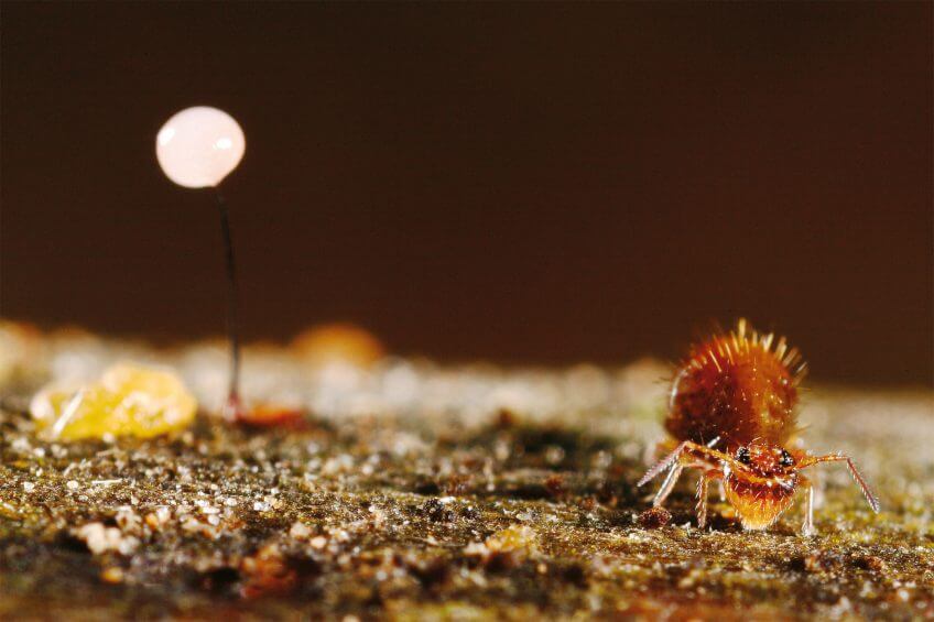 Allacma fusca, collembole de la famille des Sminthuridae, devant un myxomycète. Au bal des collemboles