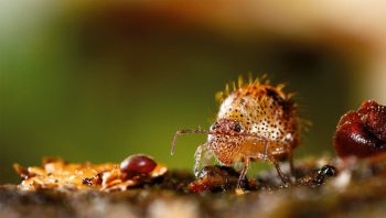 Allacma fusca, un collembole de la famille des Sminthuridae Allacma fusca, un collembole de la famille des Sminthuridae