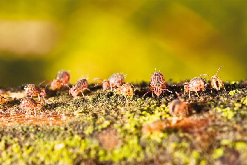 Attroupement de collemboles Au bal des collemboles