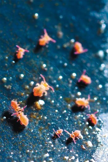 Au premier plan à gauche, deux collemboles font la danse caractéristique d'un accouplement. Au bal des collemboles