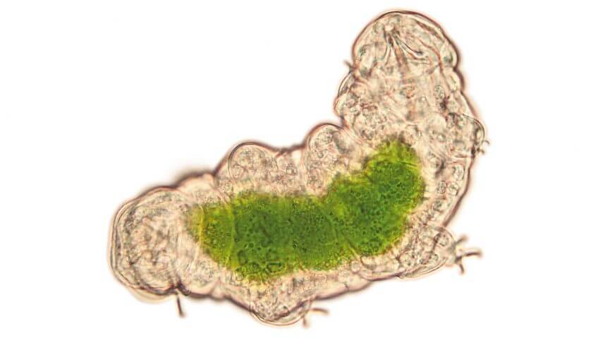 Beaucoup de tardigrades se nourrissent en perforant la surface des mousses pour aspirer la substance de leurs cellules. Ce régime alimentaire donne une belle couleur verte à leur estomac, lequel vire au jaune brun avec l’avancement de la digestion. Le tardigrade: ours, sphinx ou paresseux?