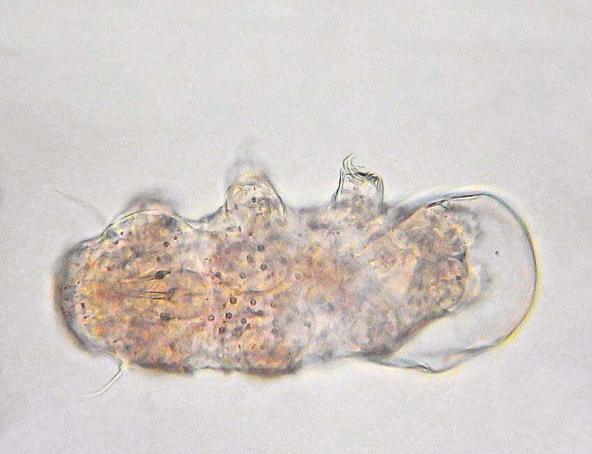 Bébé tardigrade sortant de son œuf La reproduction des tardigrades