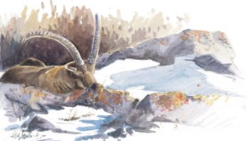 Bouquetin au repos. «On dirait un grand morse placide échoué sur un îlot de pierre.» Bouquetin au repos. «On dirait un grand morse placide échoué sur un îlot de pierre.»